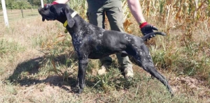 R�vid sz�r� n�met vizsla