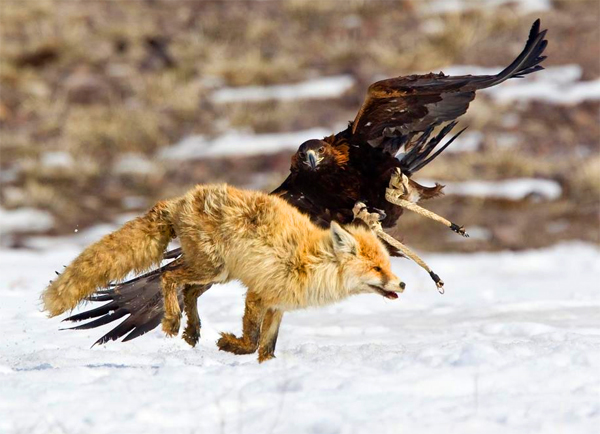 Az egyik legnagyobb ragadozó madár, a szirti sas termeténél jóval ...