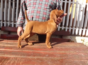 Magyar vizsla eladó