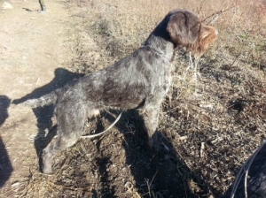 Német vizsla eladó