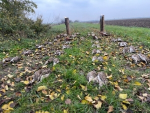 Fogoly vadszat 