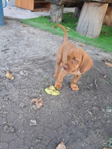Magyar vizsla