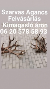 Szarvas agancs Felvsrls 06205785893