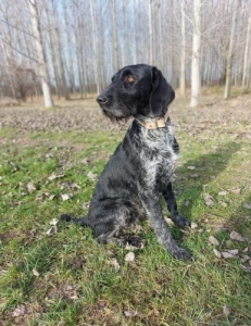 Drtszr nmet vizsla szuka