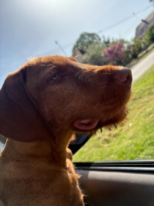 Drtszr Magyar Vizsla