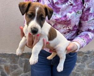 Foxterrier kiskutyk