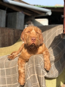 Ingyen elvihet drotszoru magyar vizsla kan , 4 ves!