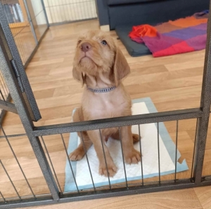 Drtszr magyar vizsla 