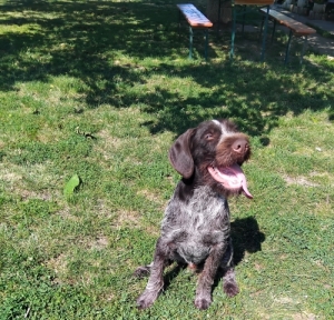 Drtszr nmet vizsla 