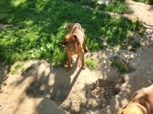 Magyar Vizsla
