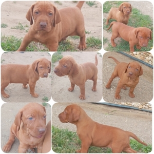 Magyar vizsla kiskutya