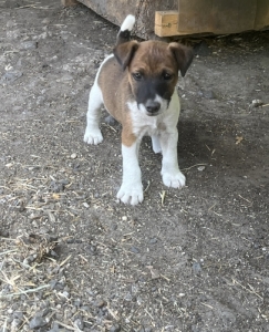Foxterrier