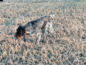 Drtszr Nmet Vizsla