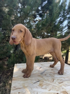 R�vidsz�r� magyar vizsla