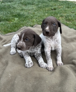 R�vidsz�r� n�met vizsla
