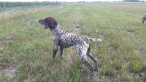 N�met Vizsla elad�