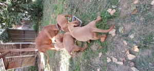 Magyar Vizsla 