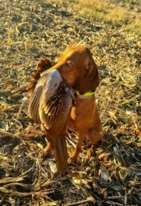 R�vidsz�r� Magyar vizsla kiskuty�k el�rhet�k