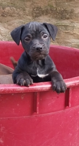 Patterdale terrier k�lyk�k
