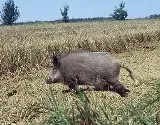 Vadk�relh�r�t� vad�szati lehet�s�g csomag
