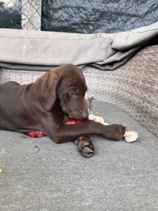 R�vodsz�r� n�met vizsla