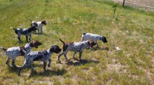 R�vidsz�r� n�met vizsla