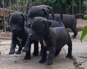 Patterdale terrier