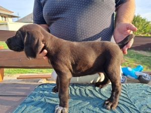 Kiserdei Vad�sz Kennel Ny�radony