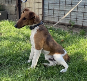 Foxterrier kan