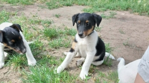 foxterrier