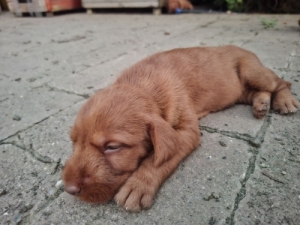 Dr�t Sz�r� Magyar Vizsla