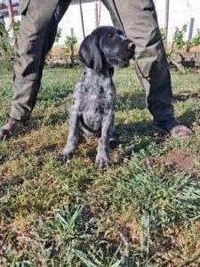 Dr�tsz�r� n�met vizsla