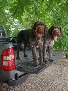 Drót szõrû német vizsla Drót szõrû német vizsla