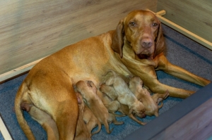 Rimaparti Vad�sz Kennel