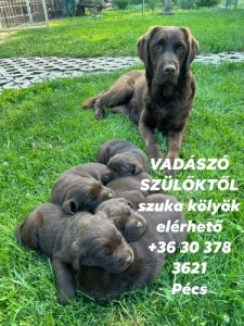 Labrador