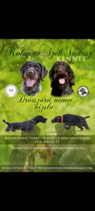 Dr�t sz�r� n�met vizsla