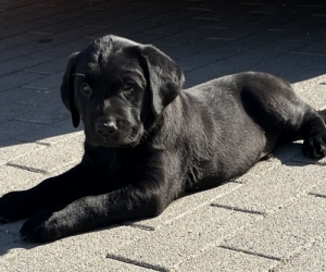 Labrador kiskutya