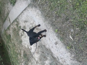 Jagd terrier