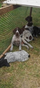 N�met vizsla kiskutya