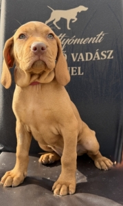 Vad�sz kutya k�ly�k