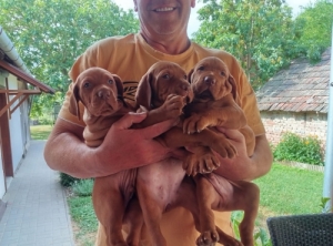 R�vid sz�r� magyar vizsla k�ly�k