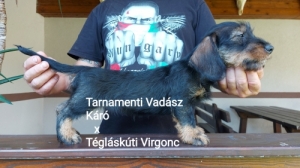 Sz�lk�ssz�r� tacsk� 