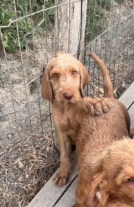 Dr�tsz�r� magyar vizsla kan k�ly�k