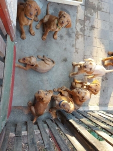 Dr�tsz�r� magyar vizsla k�lyk�k