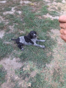 R�vidsz�r� n�met vizsla
