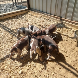 N�met Vizsla