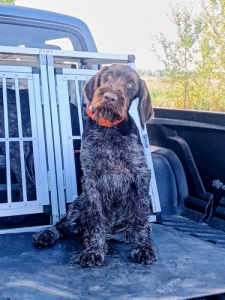 Dr�tsz�r� n�met vizsla 