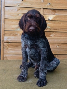 Dr�tsz�r� n�met vizsla 