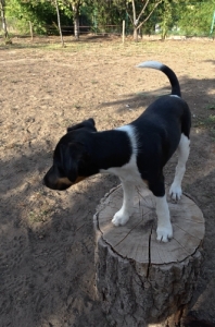Simasz�r� foxterrier k�ly�k