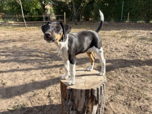 Simasz�r� foxterrier k�ly�k